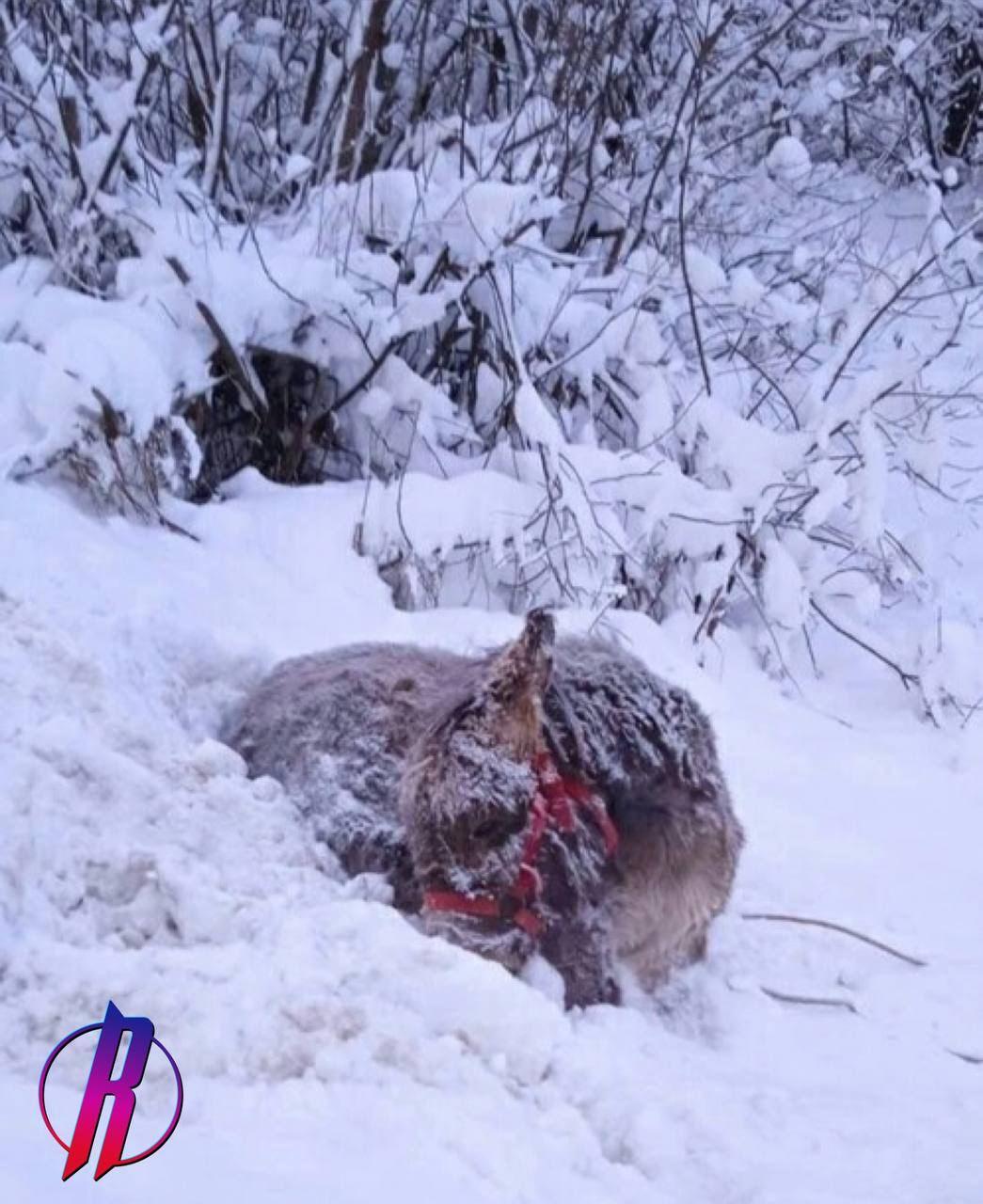 В России монастырь РПЦ выбросил на 25-градусный мороз ослика Моисея - животное не выжило