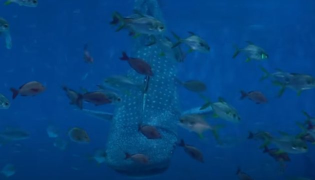 В Китае акулу-робота запустили в океанариум