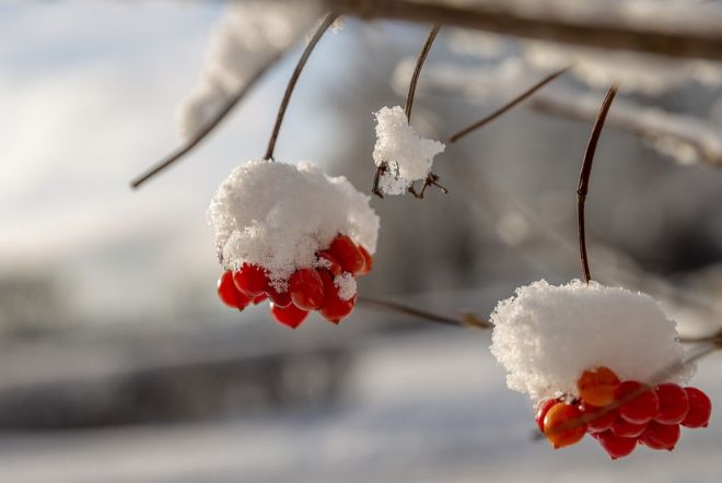 21 января в Украине пройдет снег, местами – с дождем