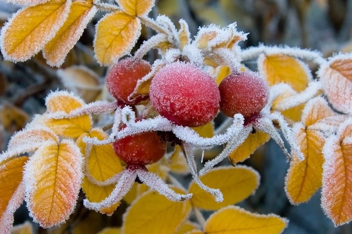 ​Похолодание и мороз: синоптик предупредила о переменах погоды