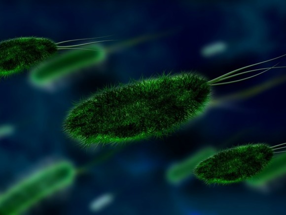 Британские ученые нашли новый вид бактерий в организме человека