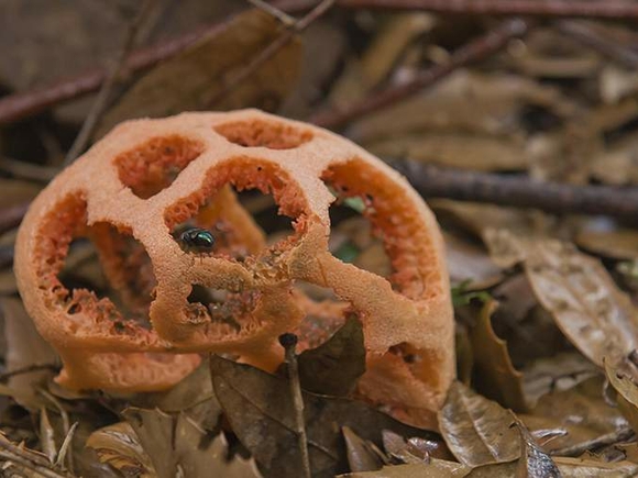 Биолог Мануйлов: Массовое разрастание гриба решеточник красный возможно в Сочи, но он не ядовит
